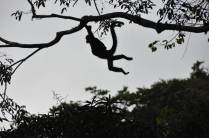 A Chita, uma macaca-aranha na fazenda dos poços termais, na região de Boquete, no Panamá